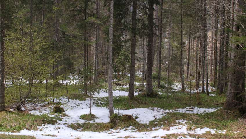 Bild in 3D ansehen Foto Bayerische Alpen im Frühling