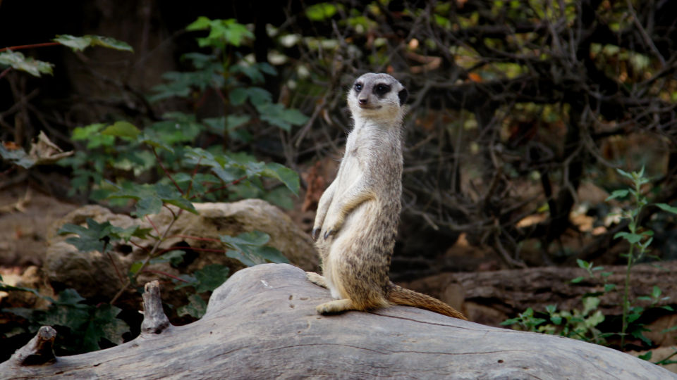 Foto animals