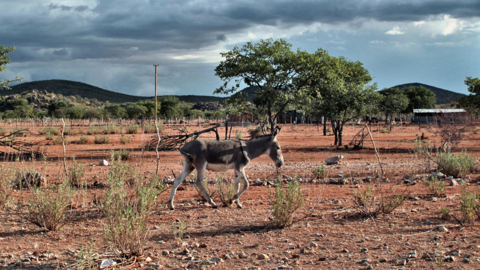 Foto animals