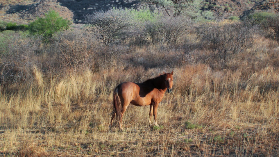 Foto animals