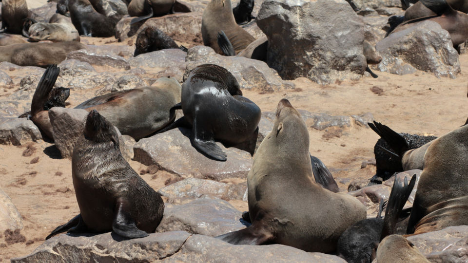 Foto animals