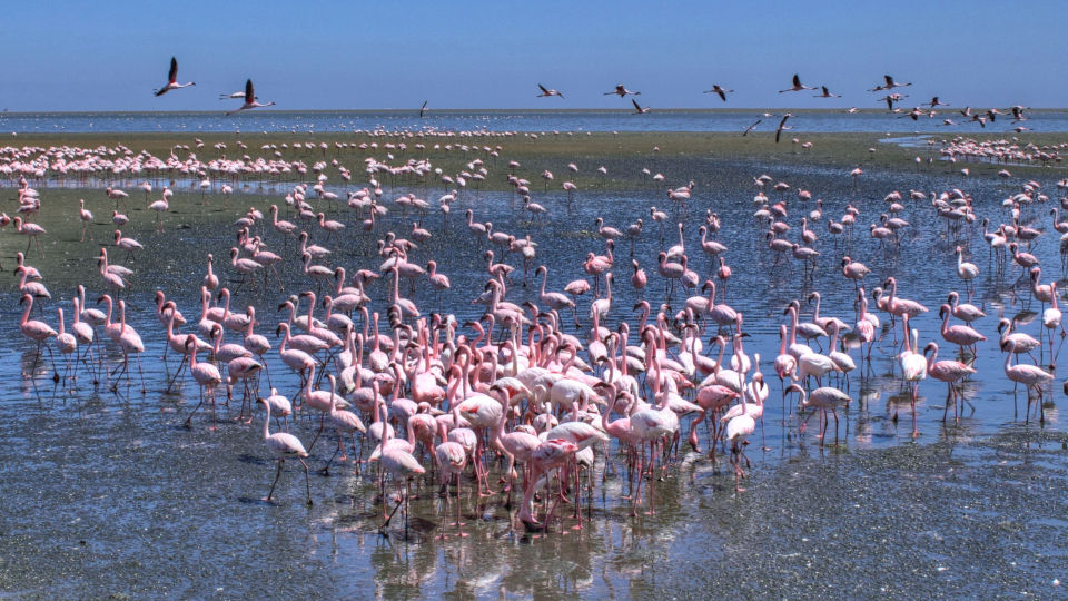 Foto animals