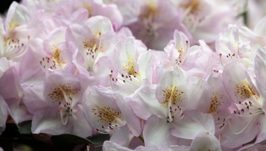 Foto Blumen