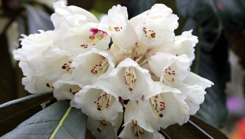 Foto Blumen