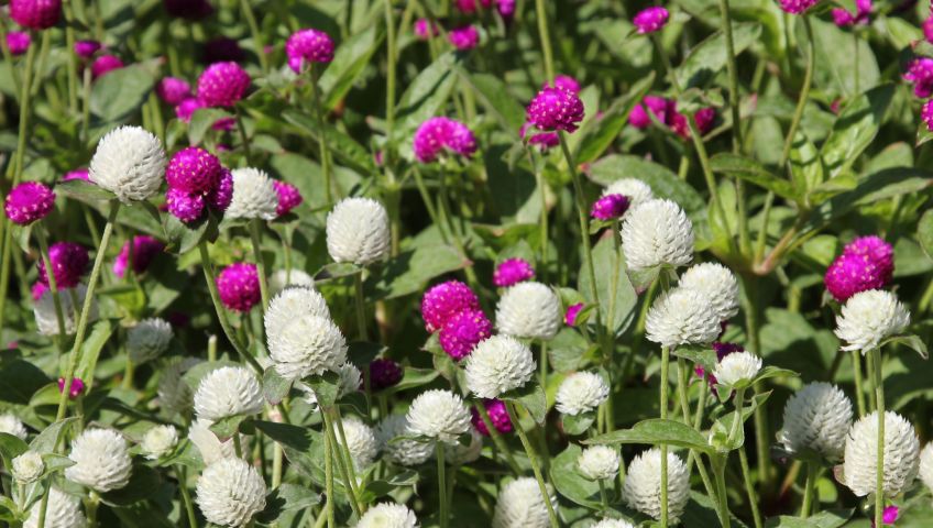 Foto Blumen