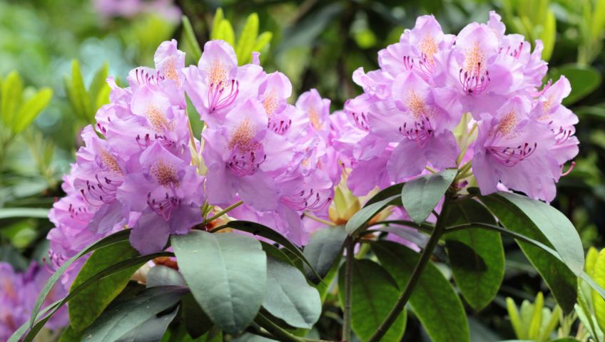 Foto Blumen