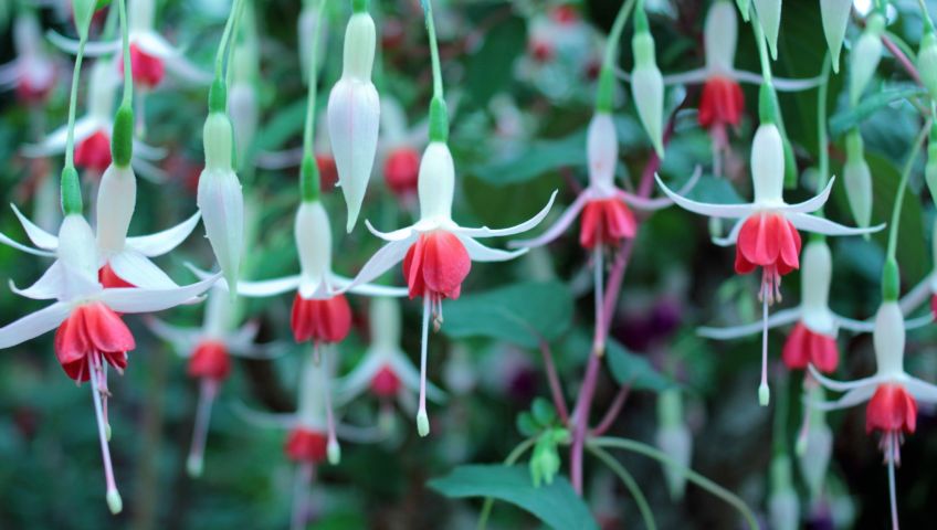 Foto Blumen