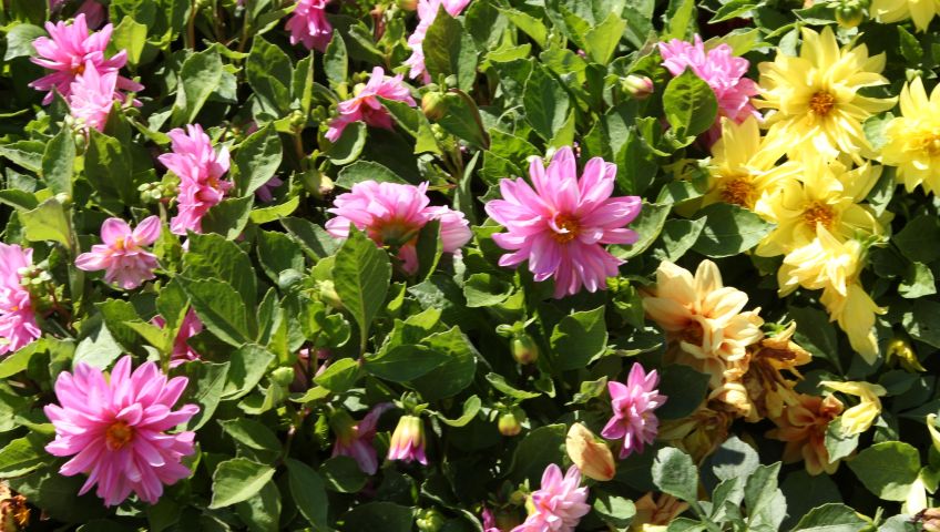 Foto Blumen