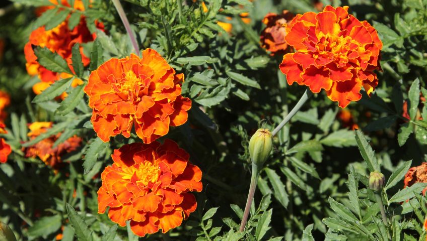 Foto Blumen