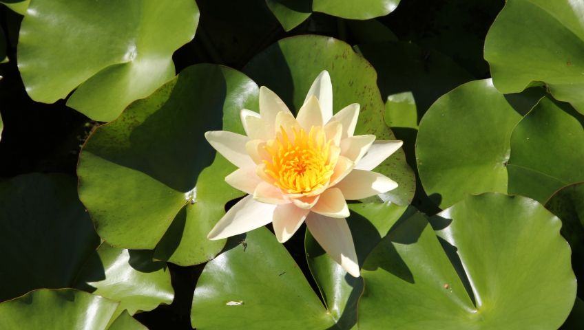 Foto Blumen