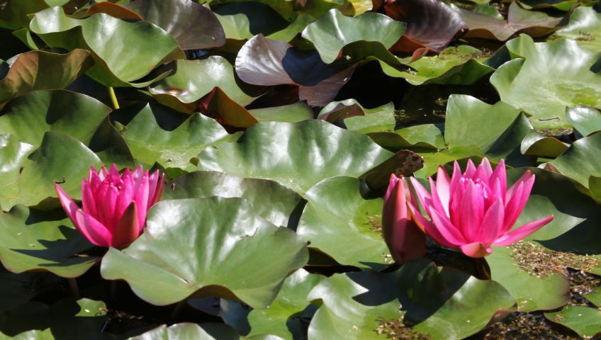 Foto Blumen