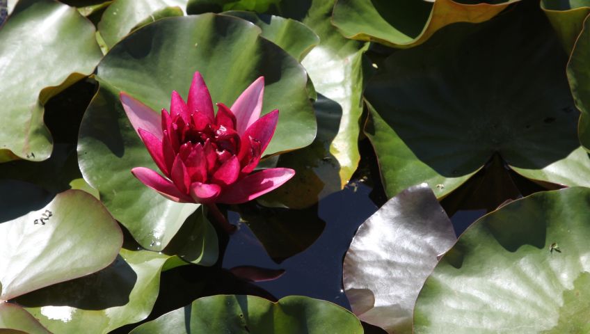 Foto Blumen