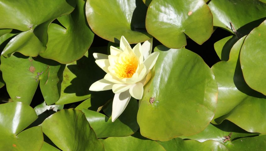 Foto Blumen