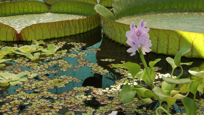Foto Blumen