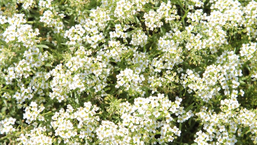 Foto Blumen