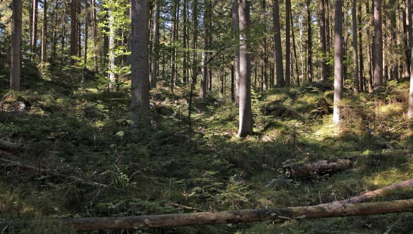 Bild in 3D ansehen Foto Eibsee