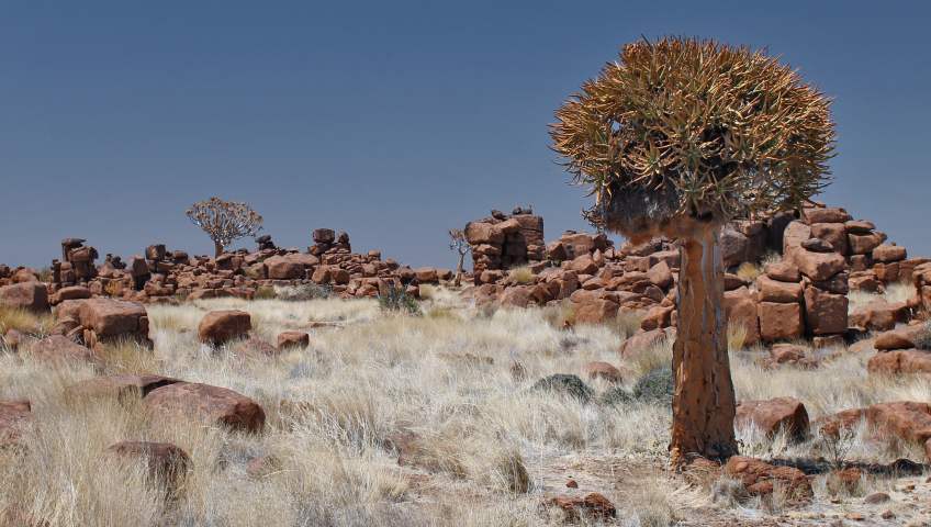 Foto Giants Playground