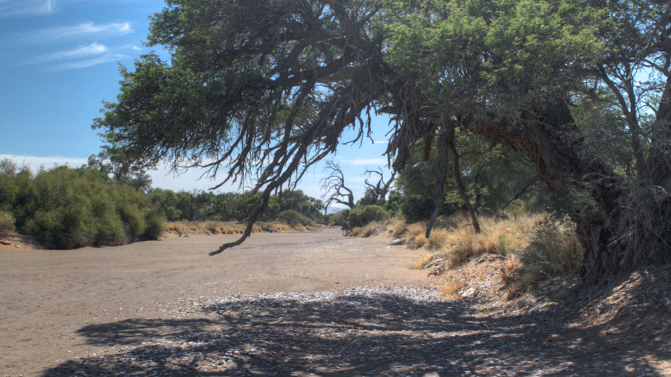 Ausgetrockneter Fluss in der Kalahari
