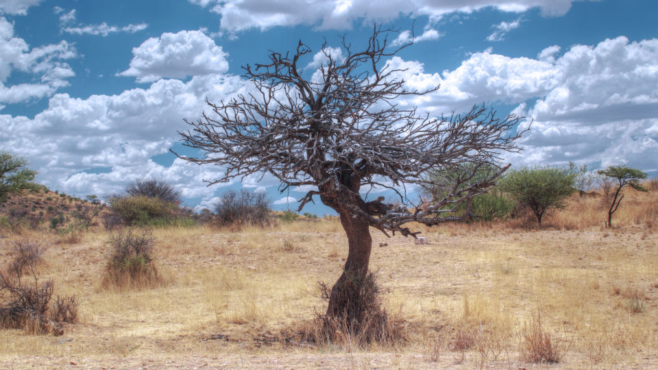 Daan Viljoen - Toter Baum