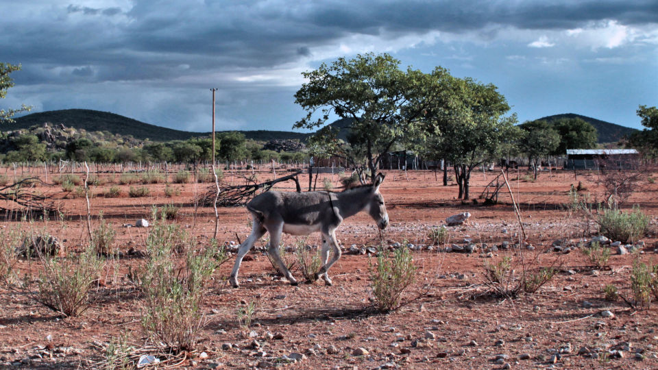 Esel in der Kalahari