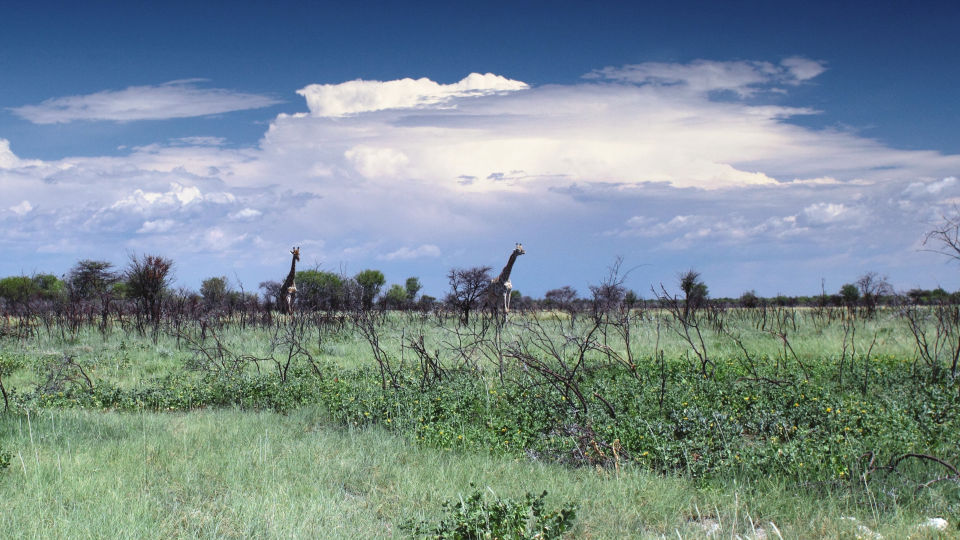 Giraffen