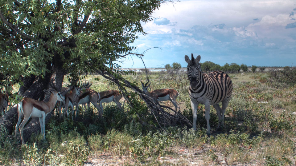 Zebra