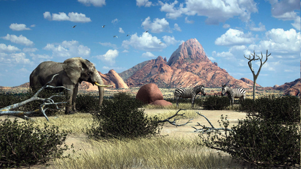 Spitzkoppe Wildlife Szene