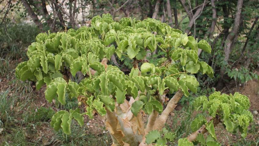 Namibische Botanik