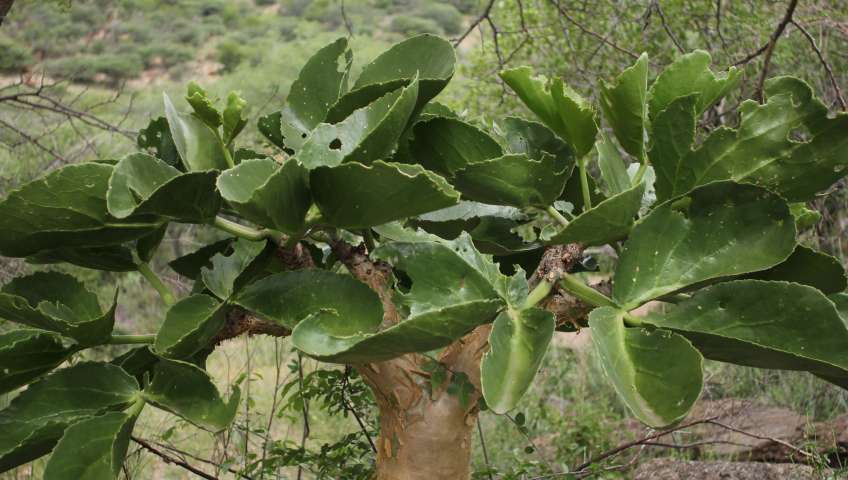 Namibische Botanik