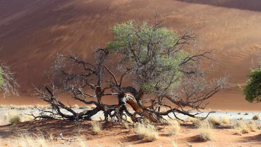 Bild in 3D ansehen Foto Sossusvlei