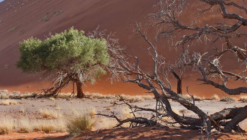 Bild in 3D ansehen Foto Sossusvlei
