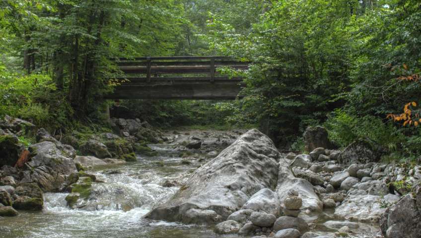 Foto Wald