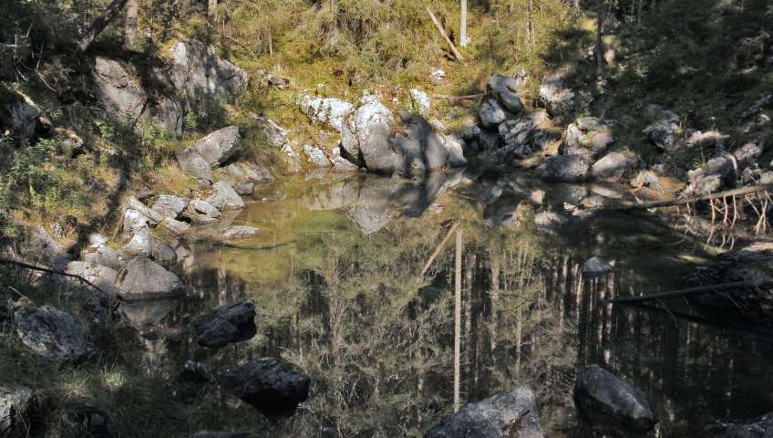 Foto Wald