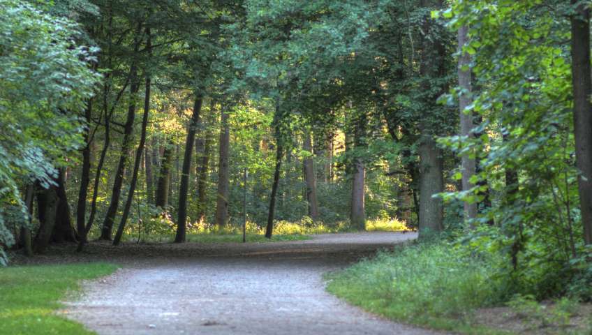Foto Wald