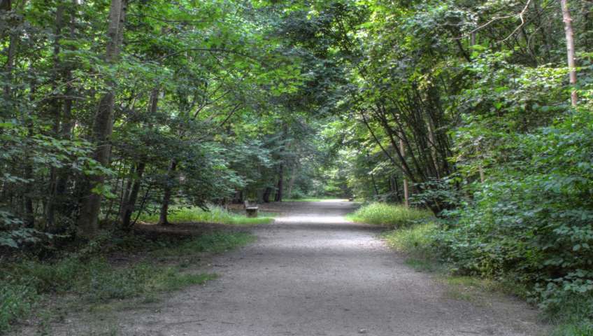 Foto Wald