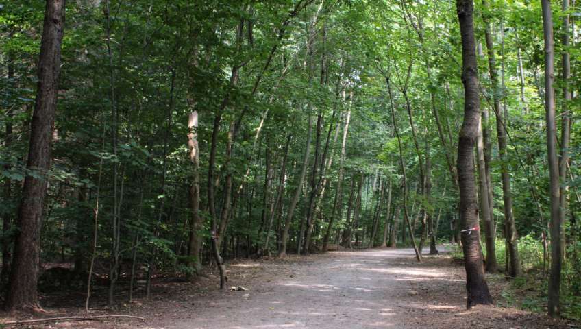 Foto Wald