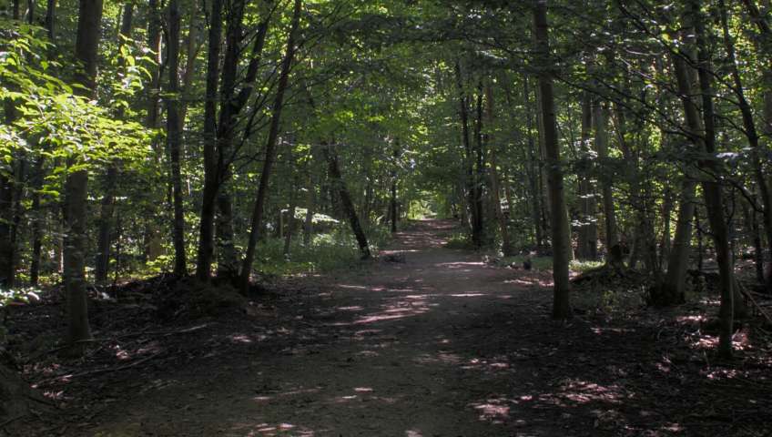 Foto Wald
