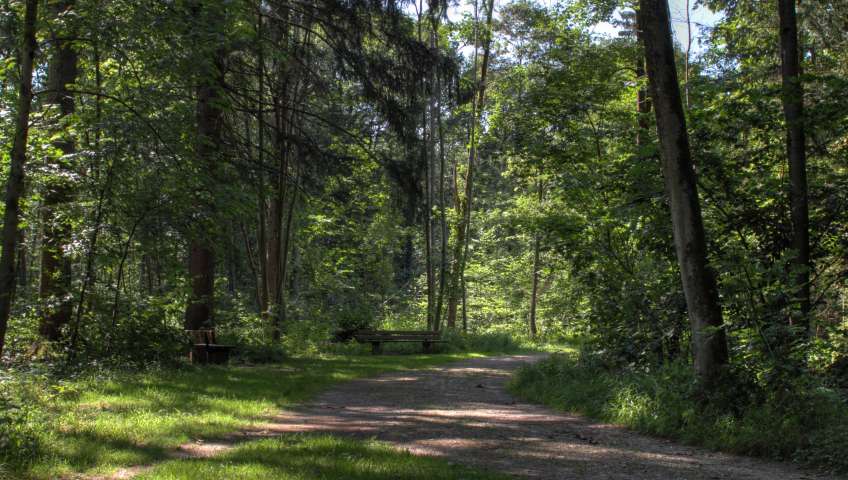 Foto Wald