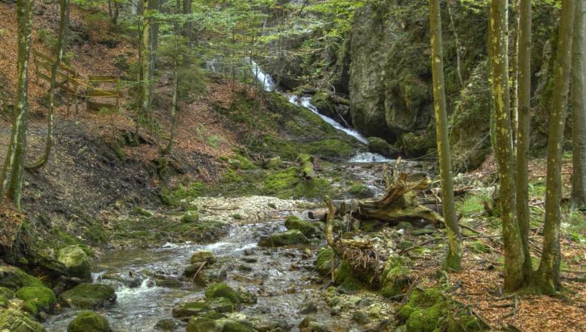 Foto Wald