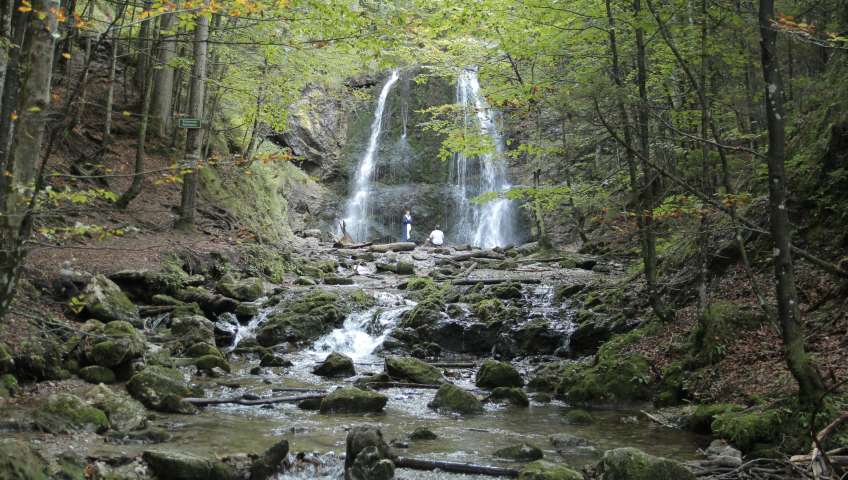 Foto Wald